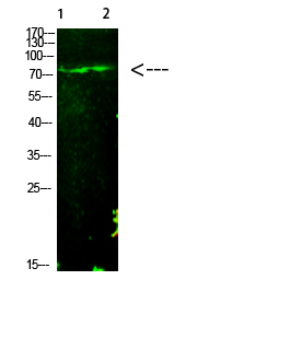 E2F (Acetyl-K125) Polyclonal Antibody
