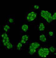 Histone H3(Mono-mehtyl-Lys4) Antibody