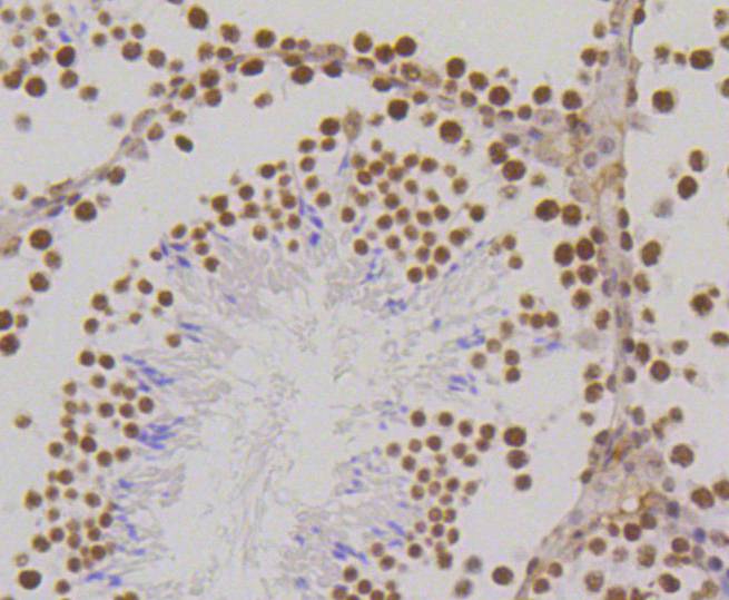 Histone H3(mono methyl K18) Antibody