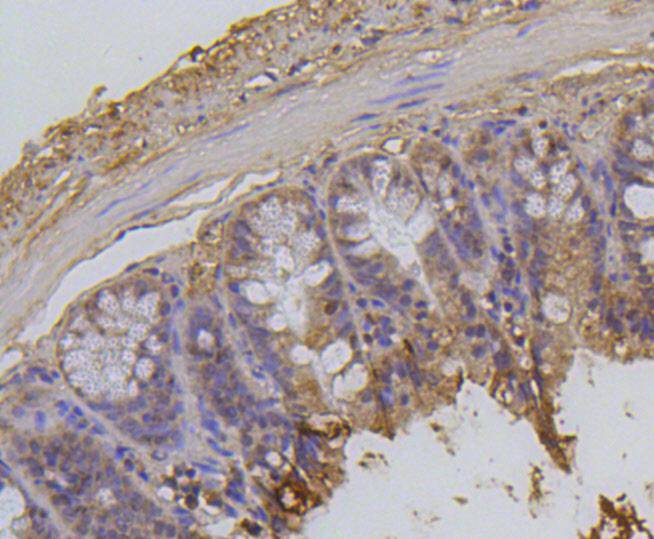 Histone H2A(acetyl K9) Antibody