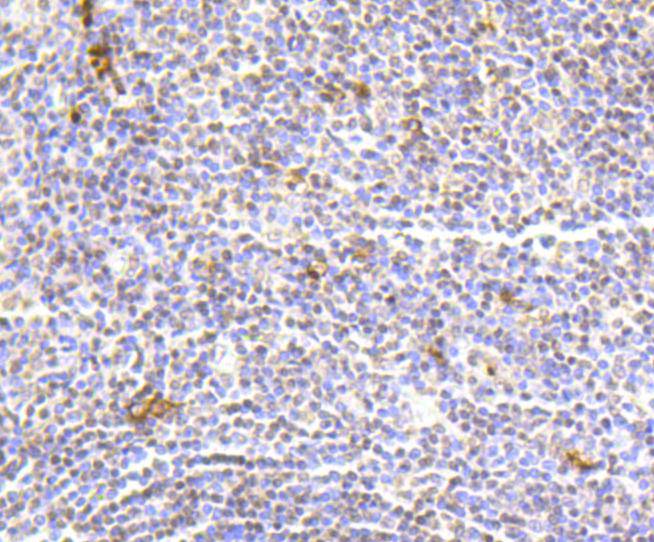 Histone H2A(hydroxyl Y39) Antibody