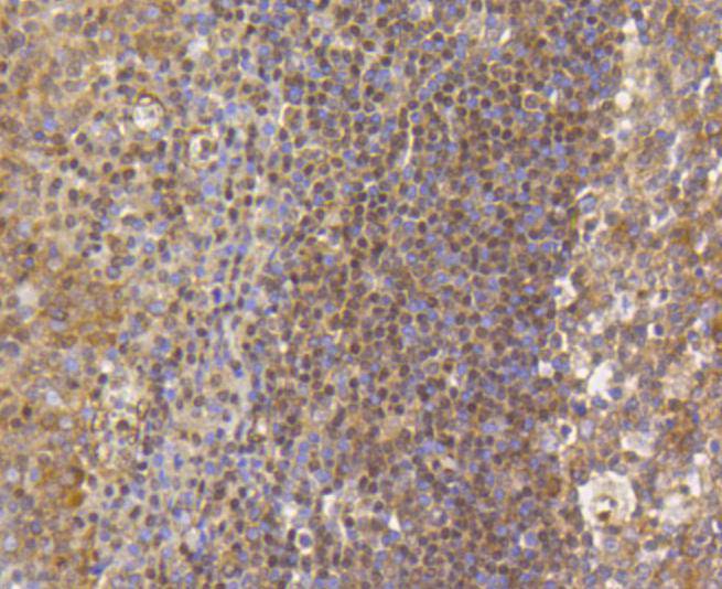 Histone H3(mono+di+methyl K79) Antibody