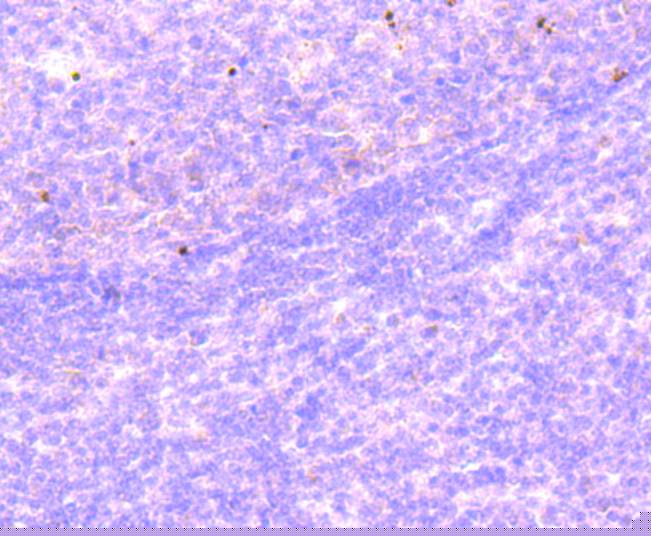 Histone H2B(mono methyl R79) Antibody