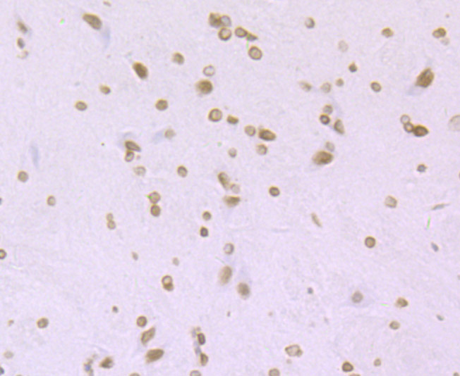 Histone H4 (acetyl K16) Antibody