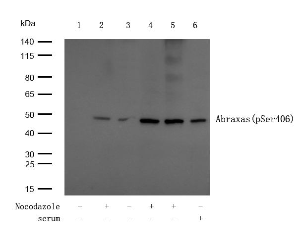 Abraxas (Phospho-Ser406) Antibody