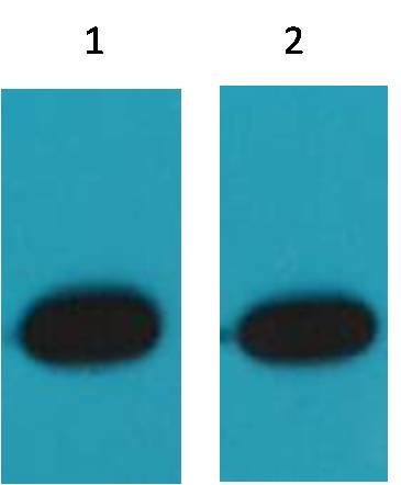 RFP Mouse Polyclonal Antibody