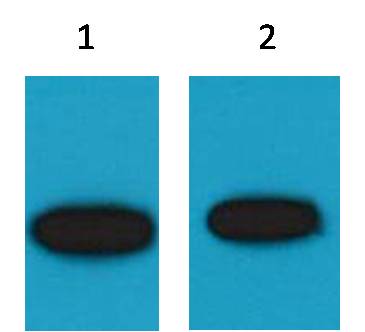 GFP Mouse Polyclonal Antibody