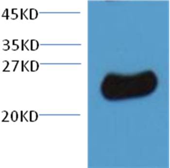 Plant GST Rabbit Polyclonal Antibody