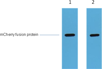 mCherry -Tag Rabbit Polyclonal Antibody
