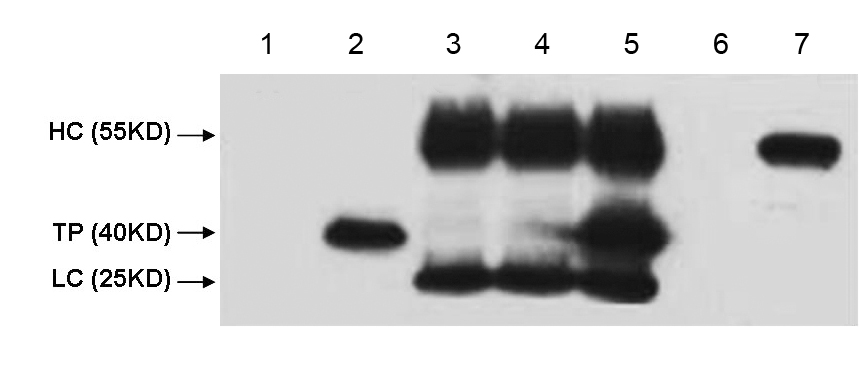 V5-Tag Monoclonal Antibody