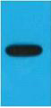 EBFP Monoclonal Antibody
